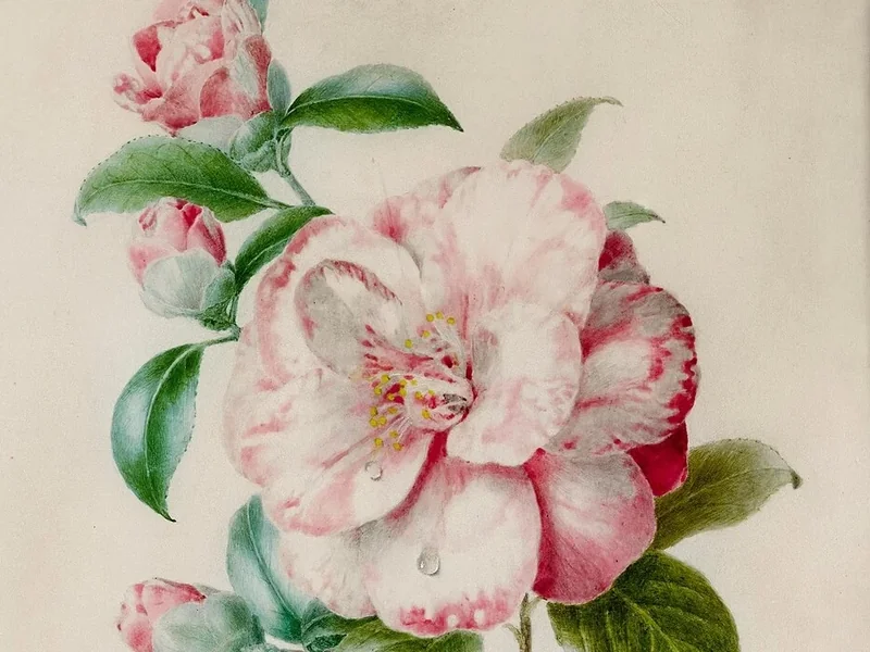 1817-Adèle Lallemand - Ramo di camelia